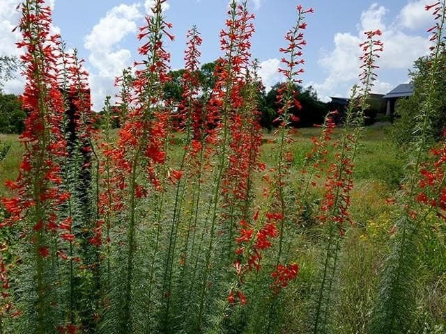 11.95 acres in Collin County - photo 36