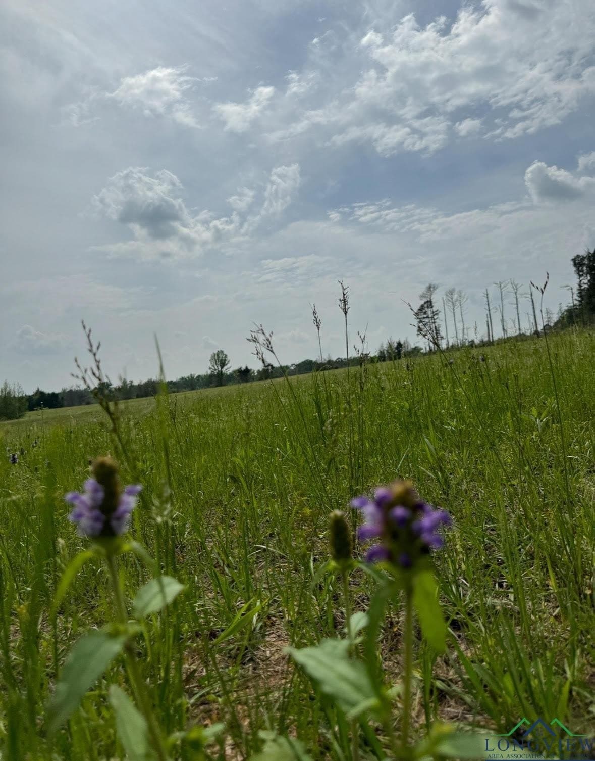 17.95 acres in Cass County - photo 4