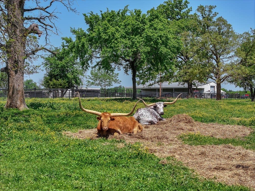 493 acres in Kaufman County - photo 25