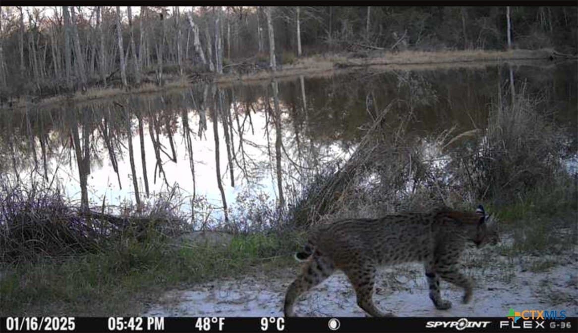 86.18 acres in Limestone County - photo 25