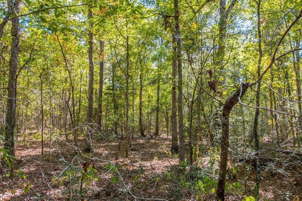 122.69 acres in Nacogdoches County - photo 19