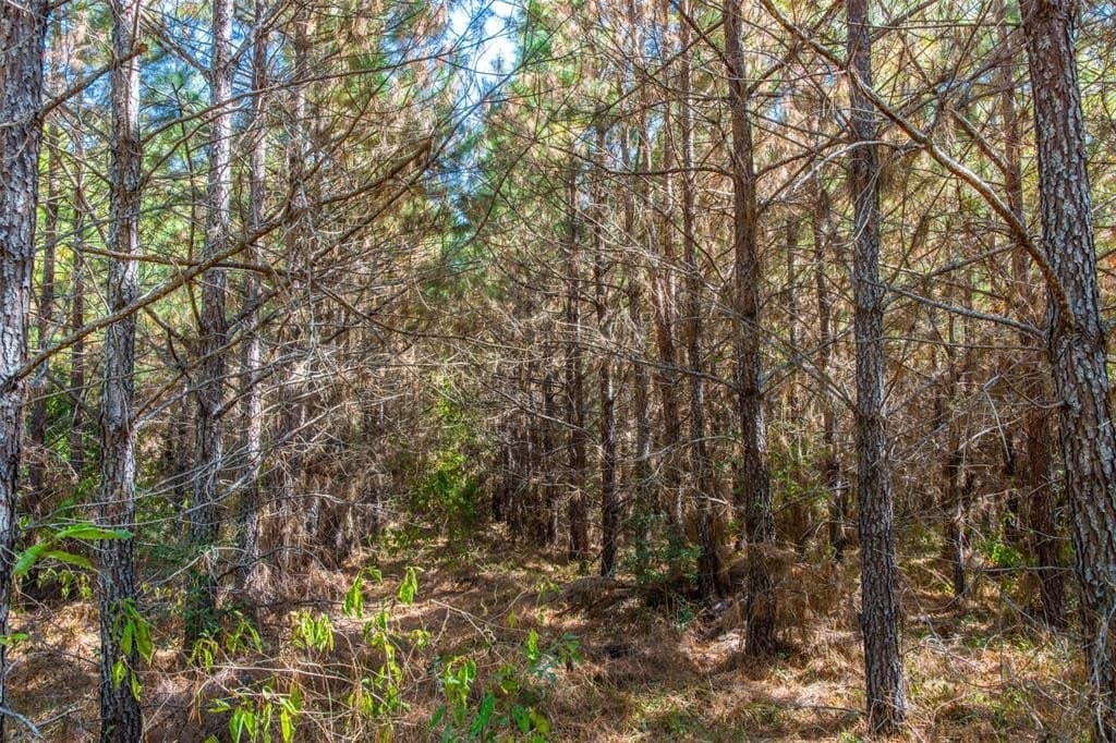 122.69 acres in Nacogdoches County - photo 20