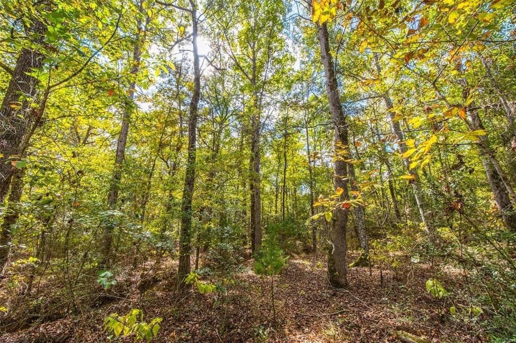 122.69 acres in Nacogdoches County - photo 8