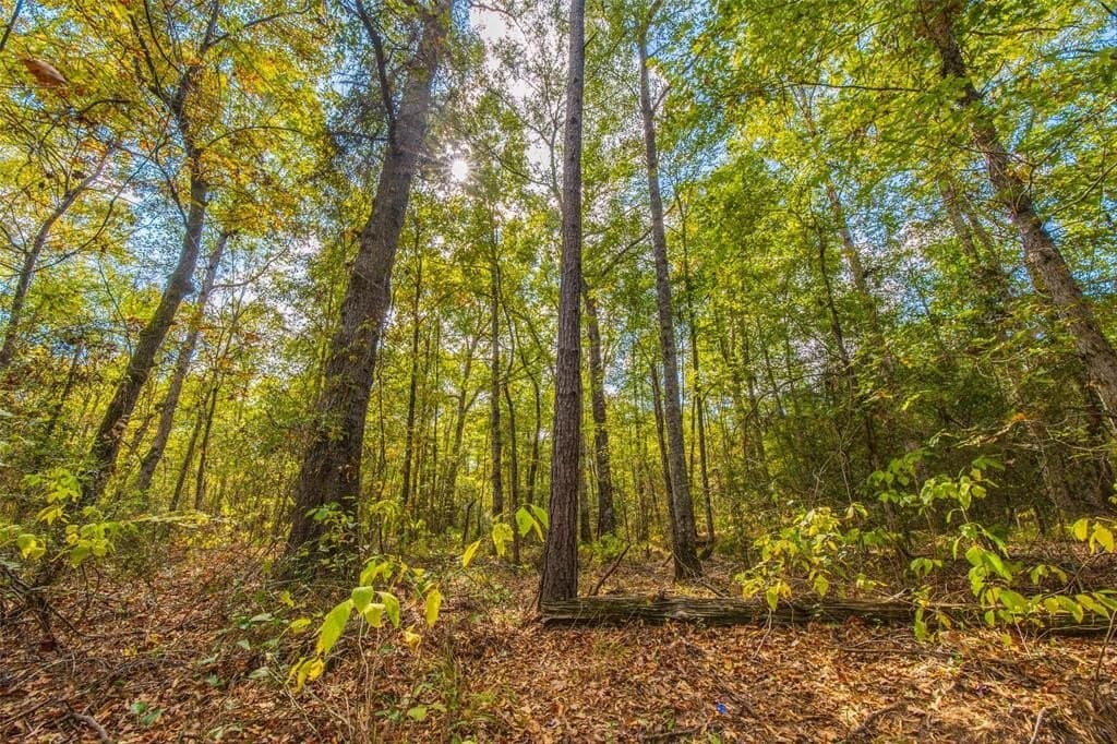 122.69 acres in Nacogdoches County - photo 10