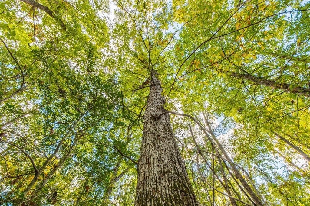 122.69 acres in Nacogdoches County - photo 11
