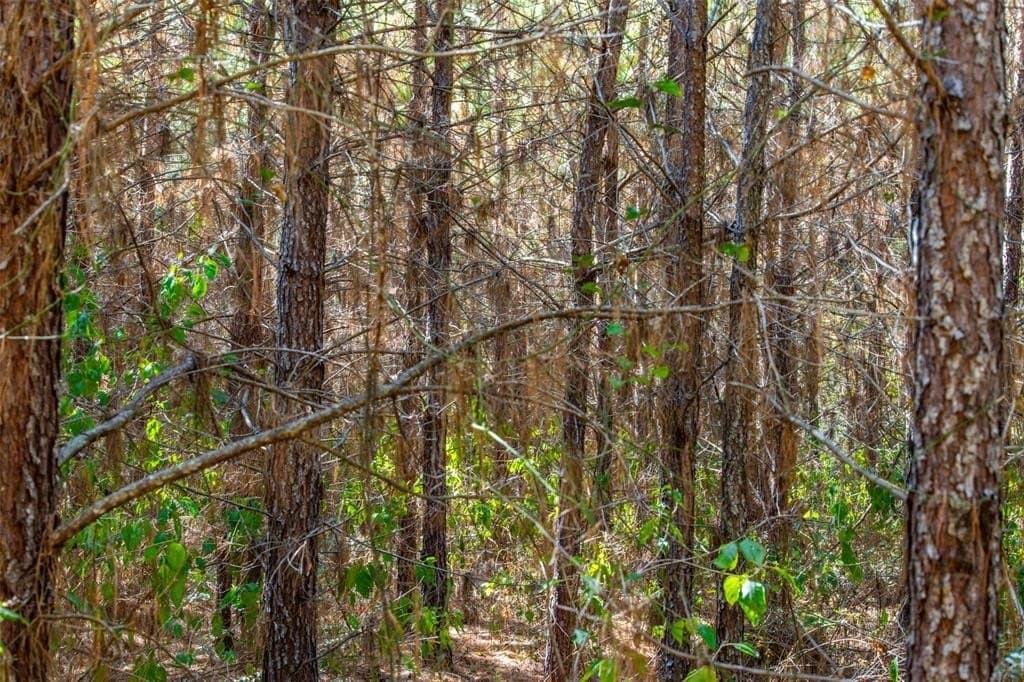 122.69 acres in Nacogdoches County - photo 15