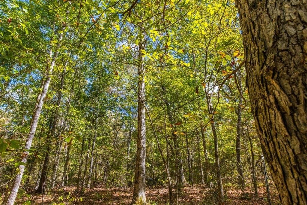 122.69 acres in Nacogdoches County - photo 5