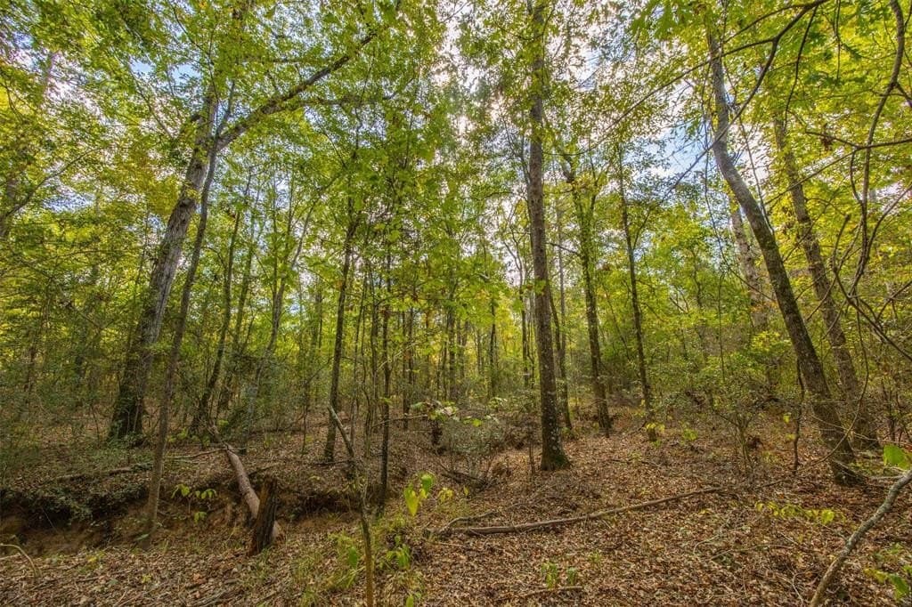 122.69 acres in Nacogdoches County - photo 12