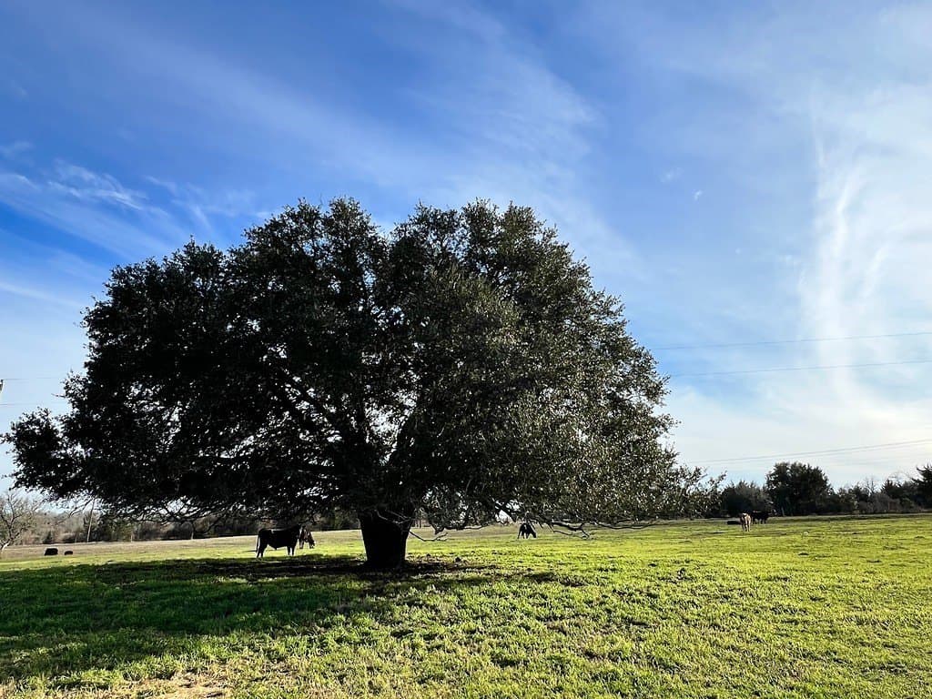 9785 Oil Field Road