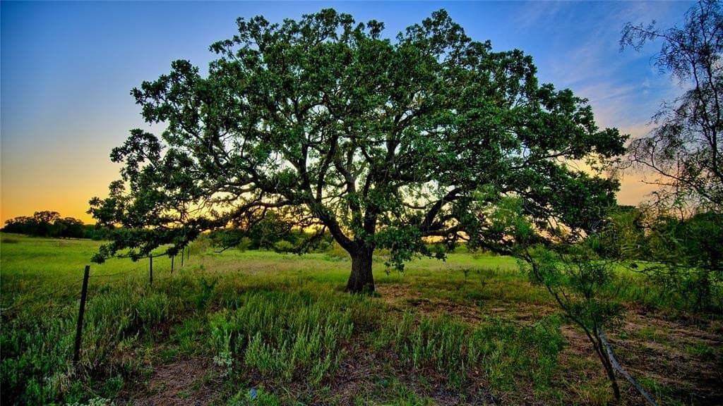 148.25 acres in Montague County - photo 3