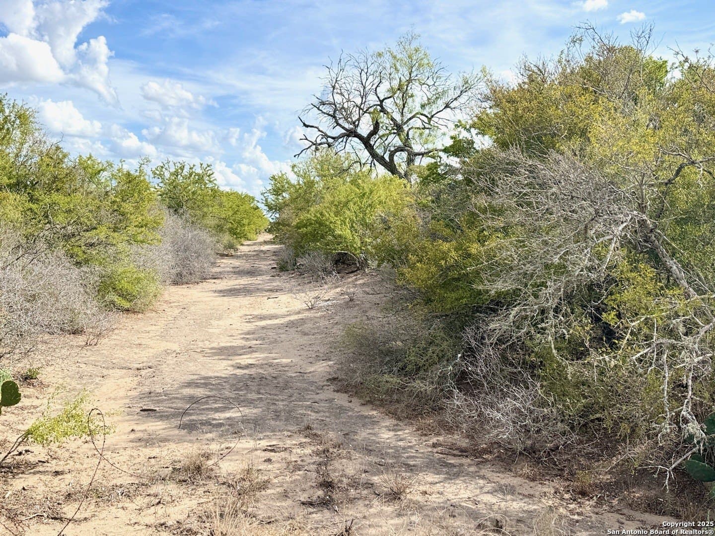 14.27 acres in Live Oak County - photo 6
