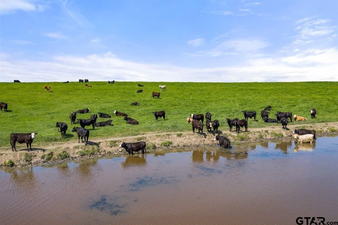 250.5 acres in Titus County - photo 28