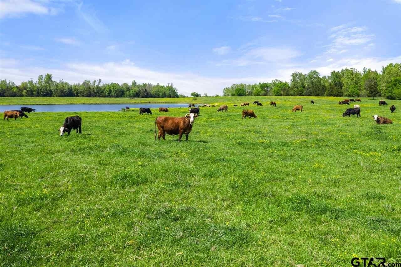250.5 acres in Titus County - photo 27