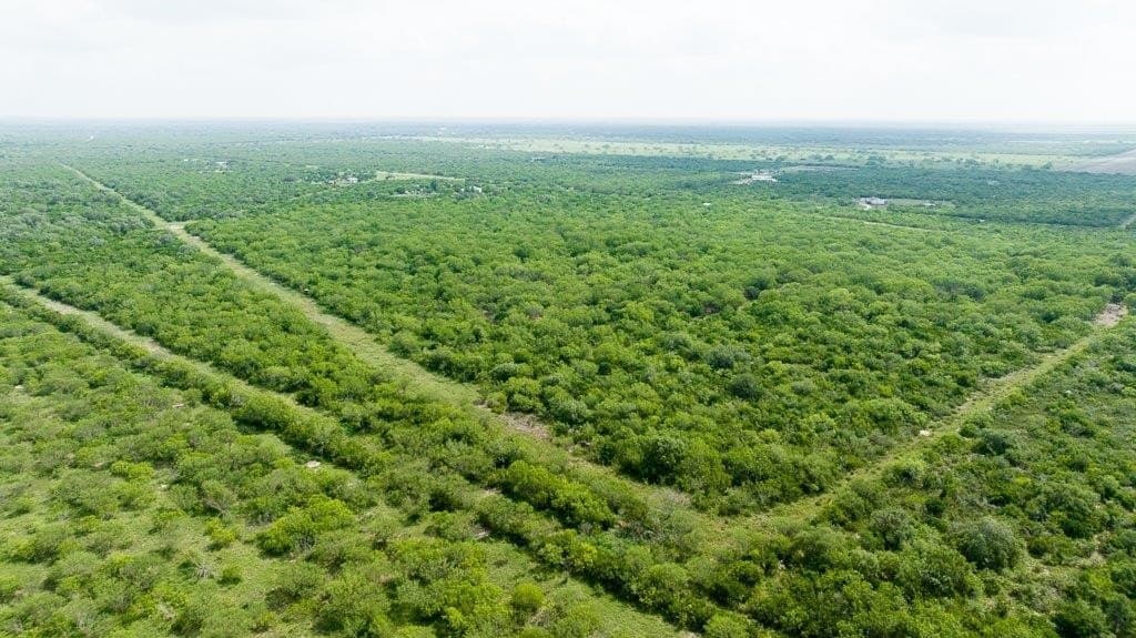 33.57 acres in Bee County - photo 16