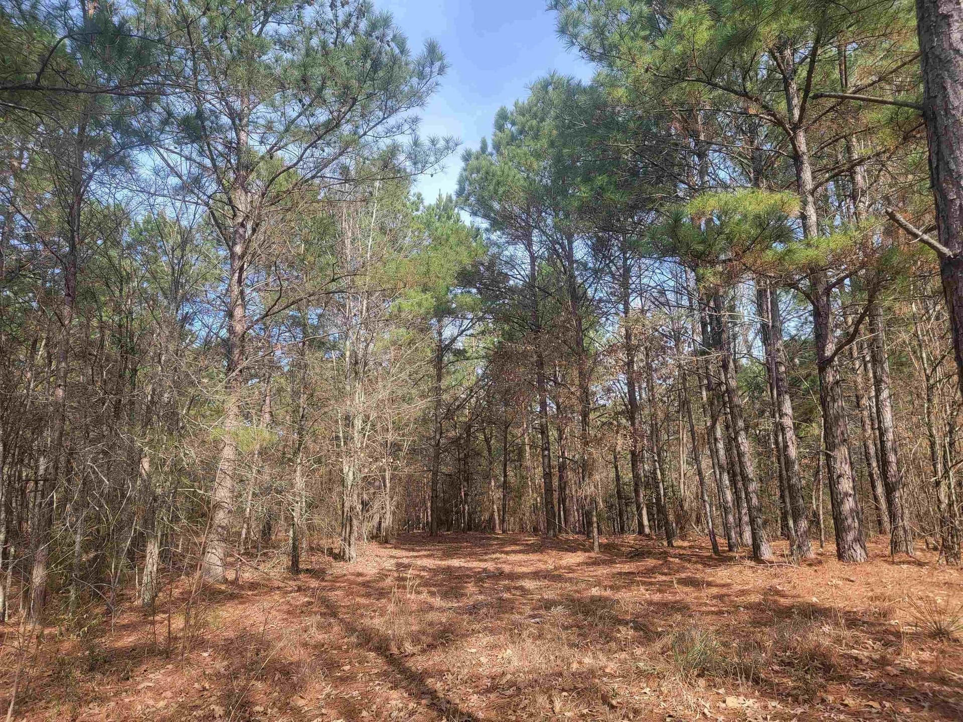 11.69 acres in Upshur County - photo 5