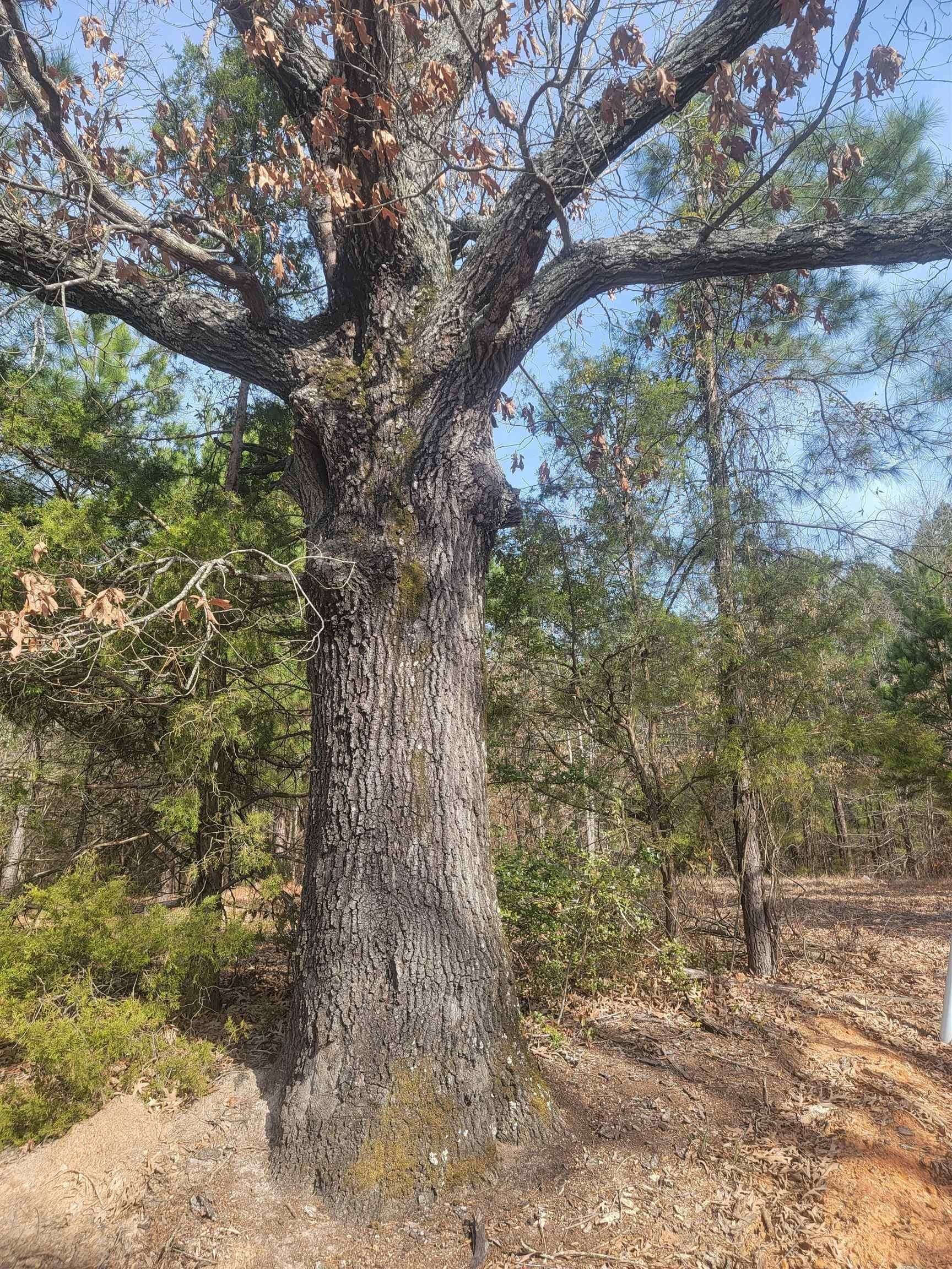 11.69 acres in Upshur County - photo 4
