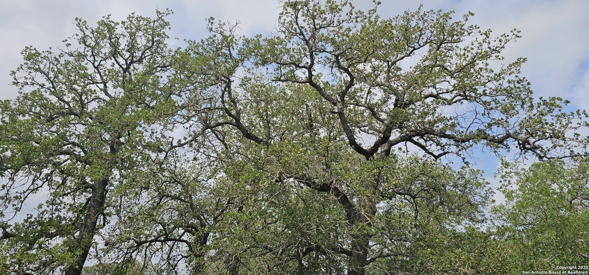 13.01 acres in Atascosa County - photo 17