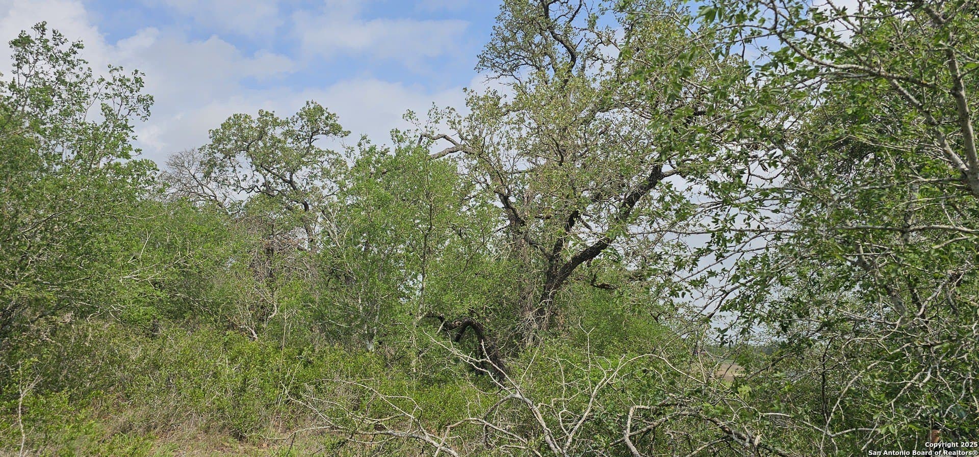 13.01 acres in Atascosa County - photo 18