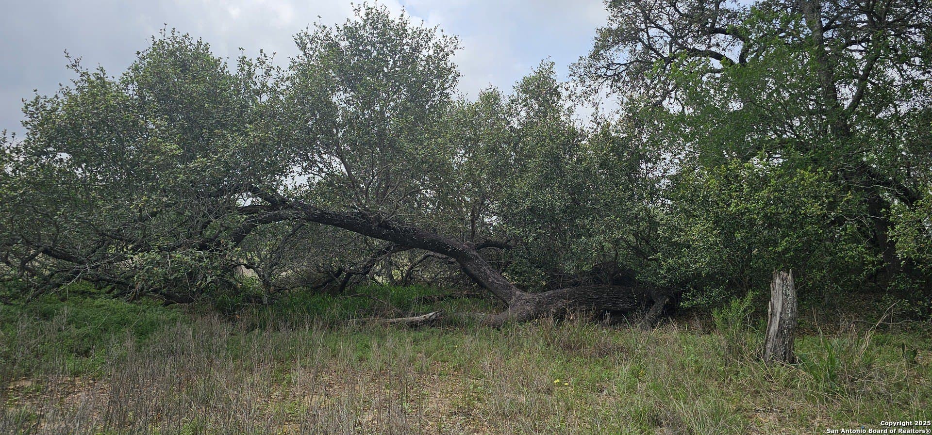 13.01 acres in Atascosa County - photo 39