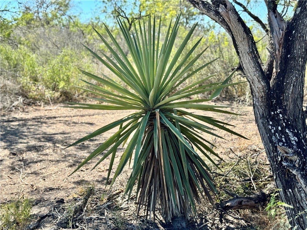 29.63 acres in Atascosa County - photo 13
