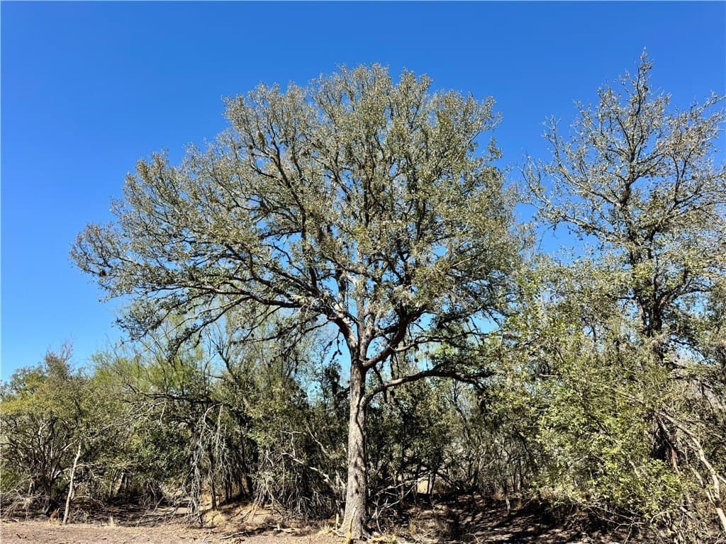 29.63 acres in Atascosa County - photo 24