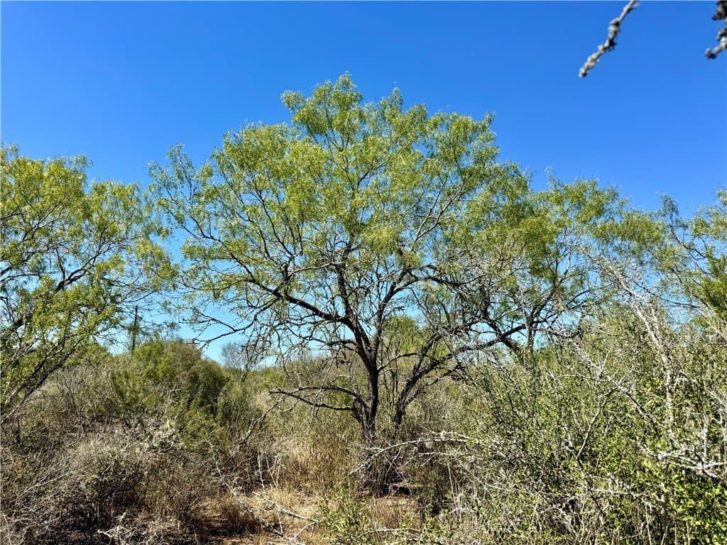 29.63 acres in Atascosa County - photo 18