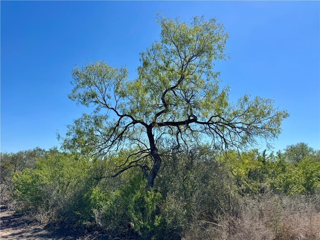 29.63 acres in Atascosa County - photo 12