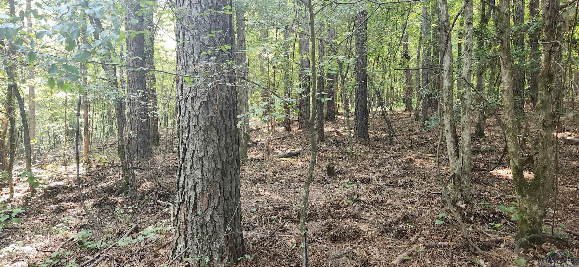 77.58 acres in Marion County - photo 16