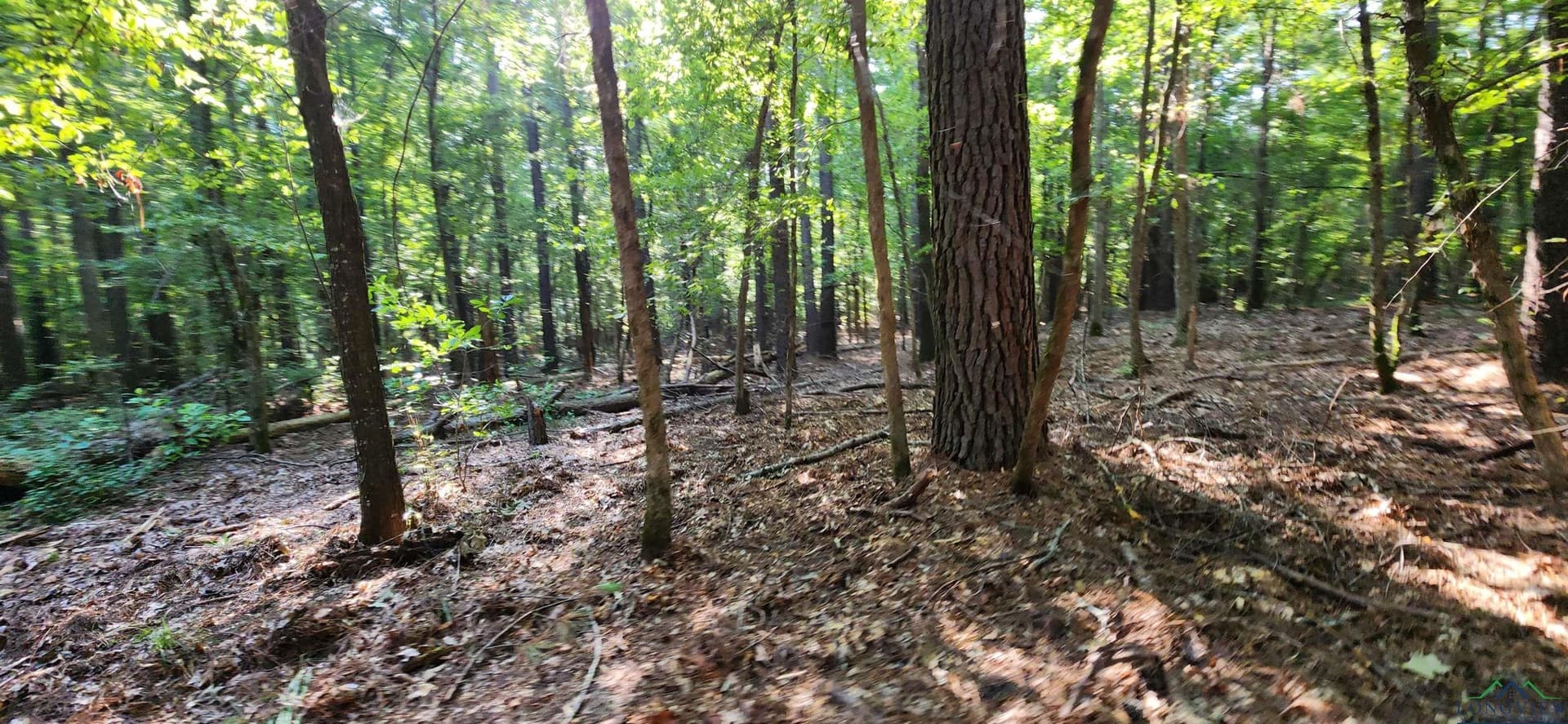 77.58 acres in Marion County - photo 20