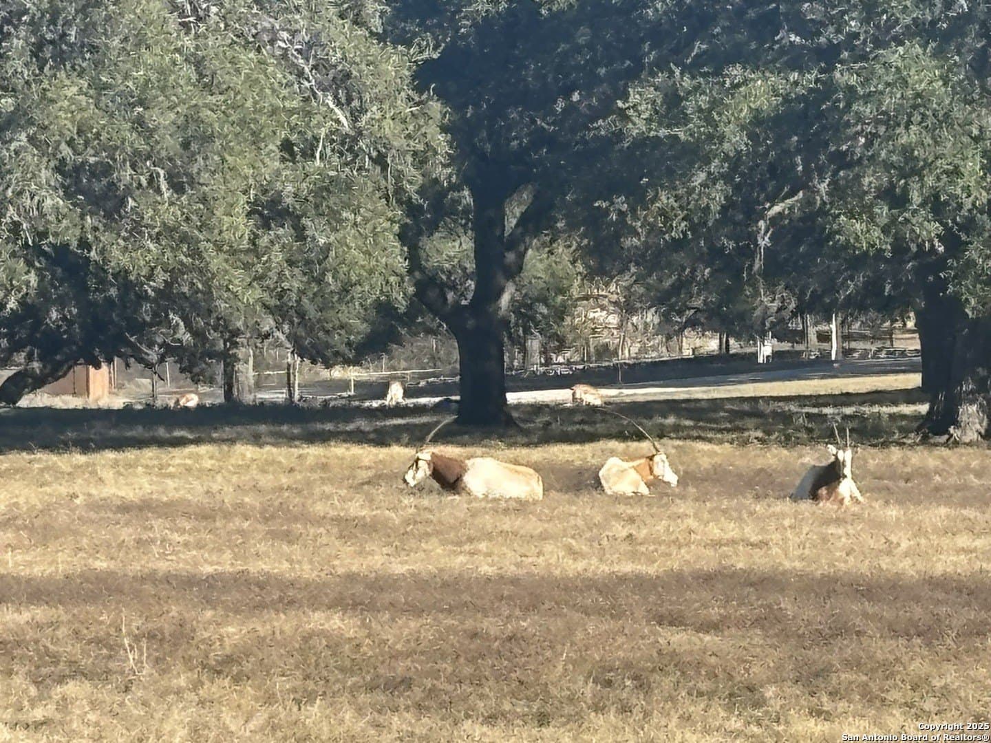5.5 acres in Blanco County - photo 8