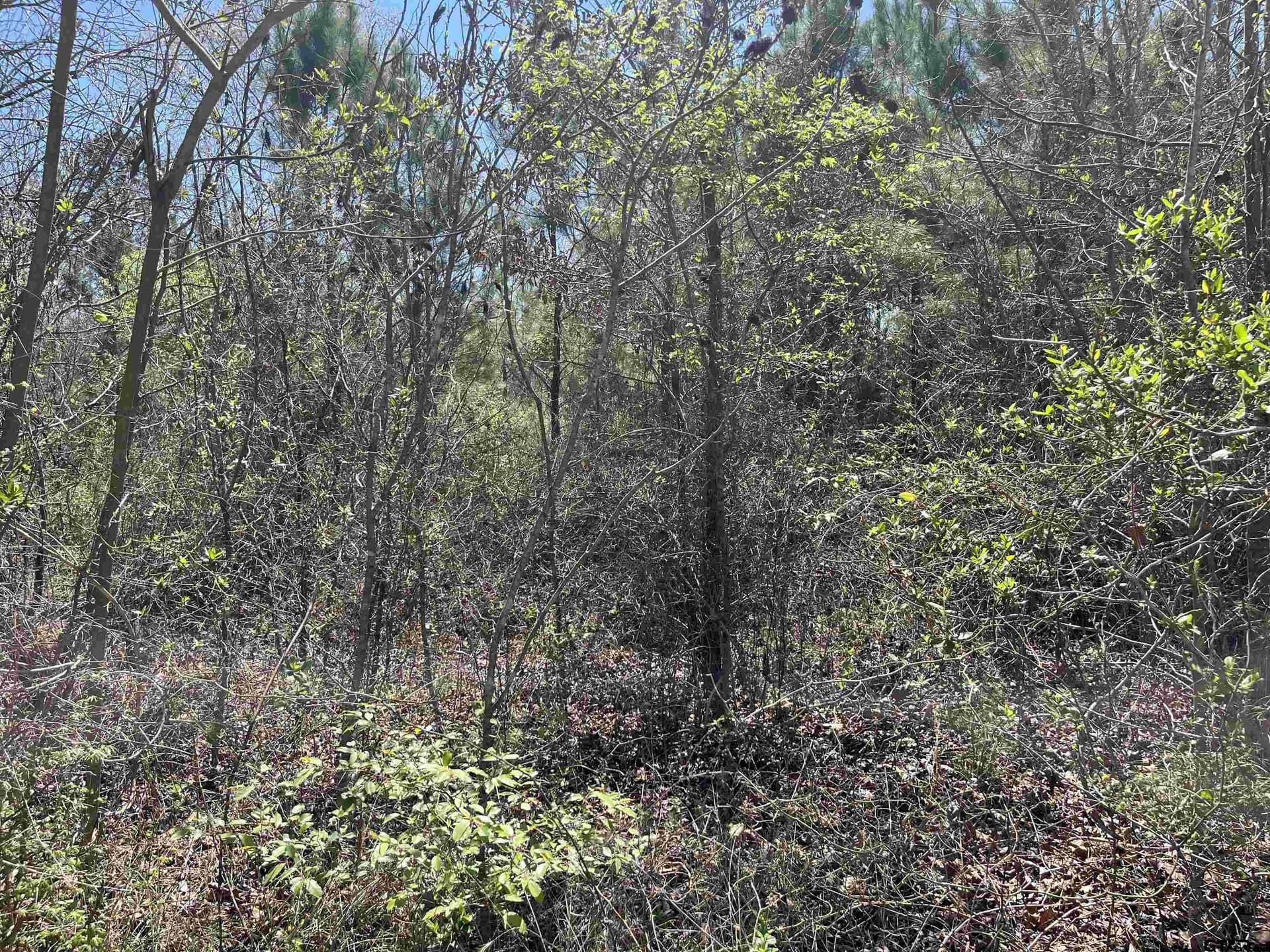 19.8 acres in Harrison County - photo 2