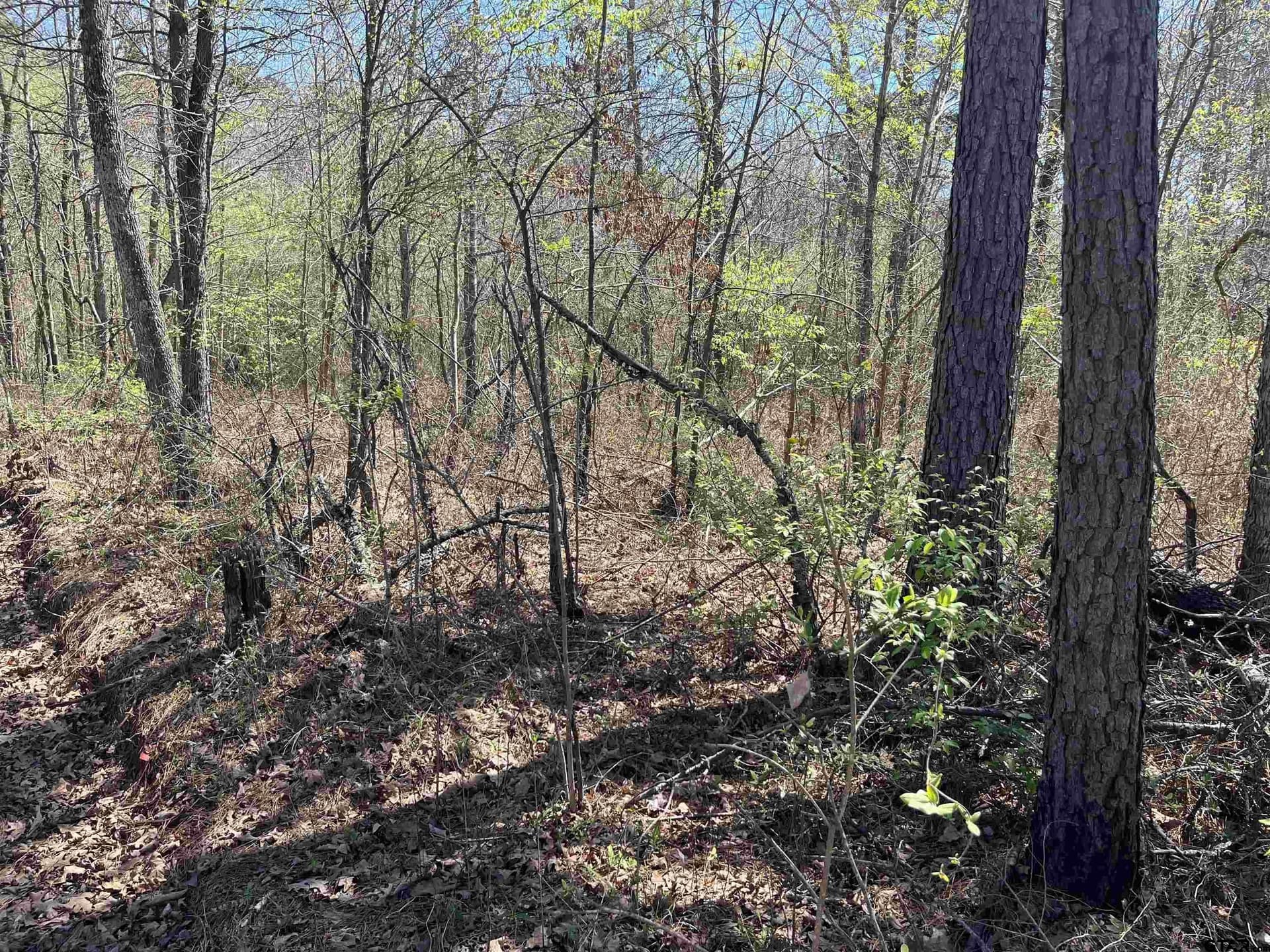 19.8 acres in Harrison County - photo 4