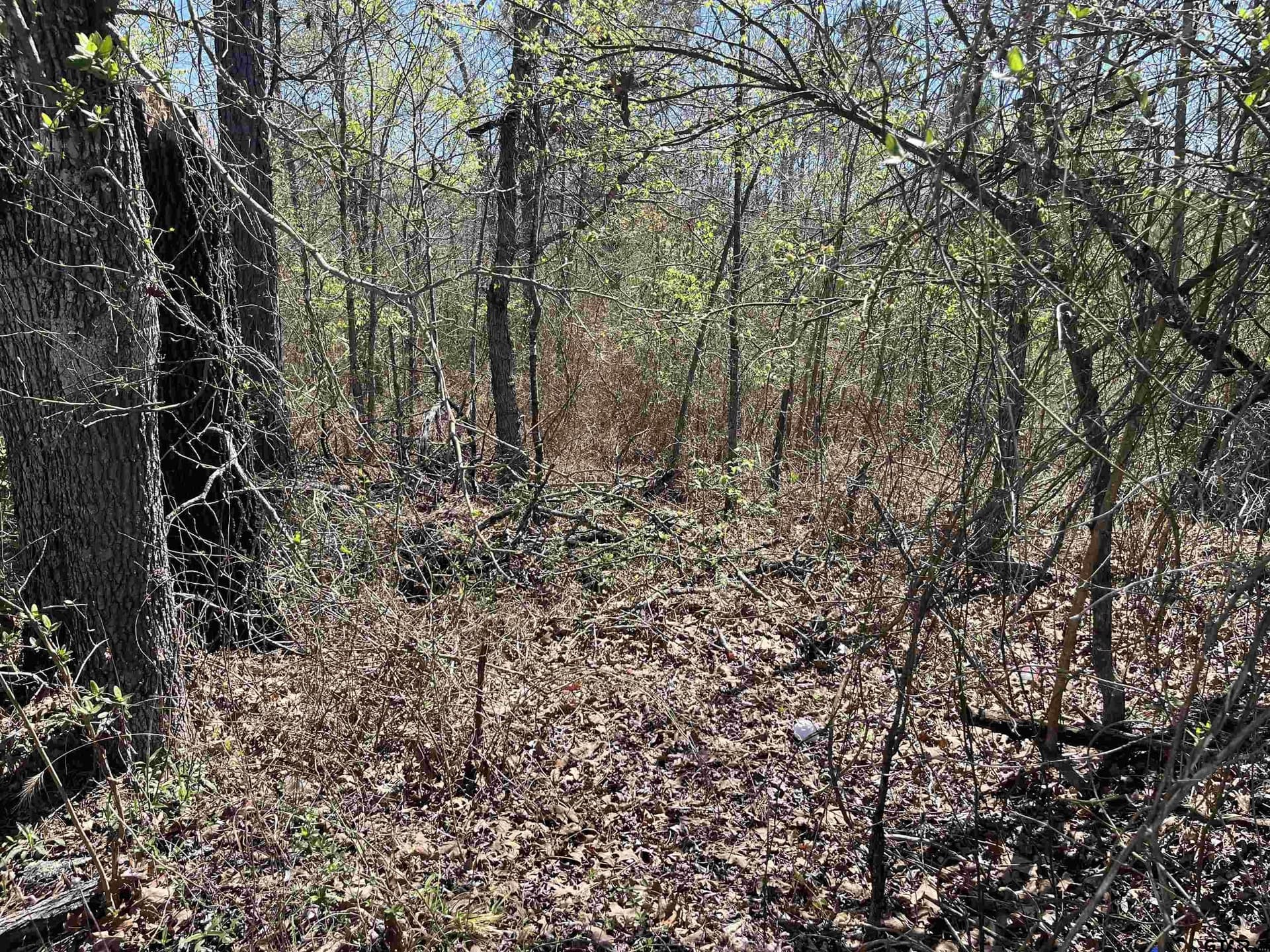 19.8 acres in Harrison County - photo 3