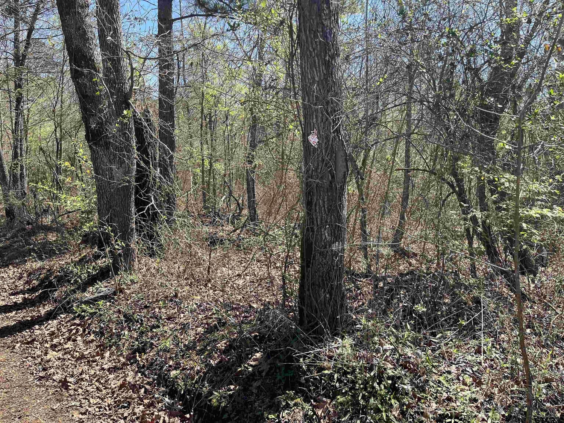 19.8 acres in Harrison County - photo 6