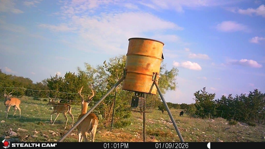 200 acres in Sutton County - photo 4