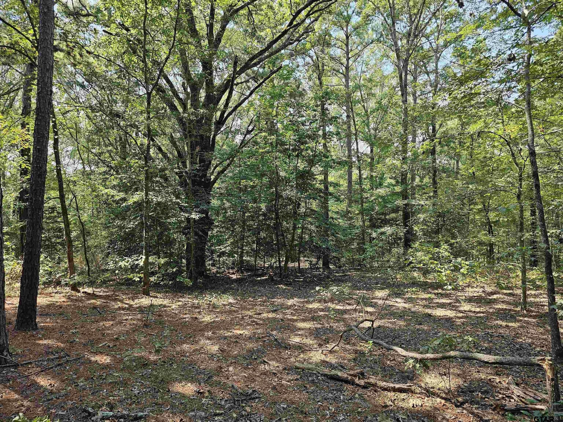 123.79 acres in Smith County - photo 8