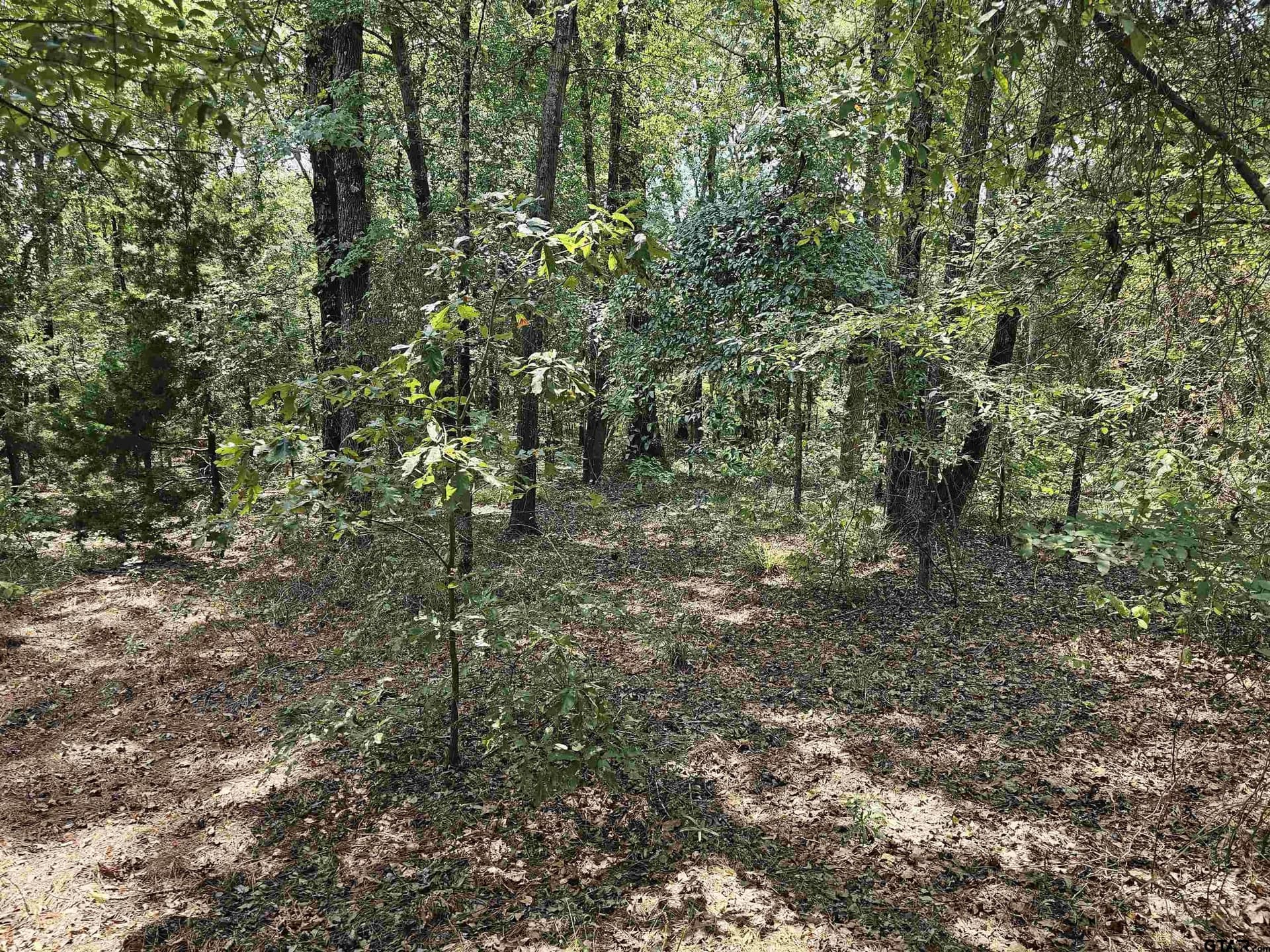 123.79 acres in Smith County - photo 2