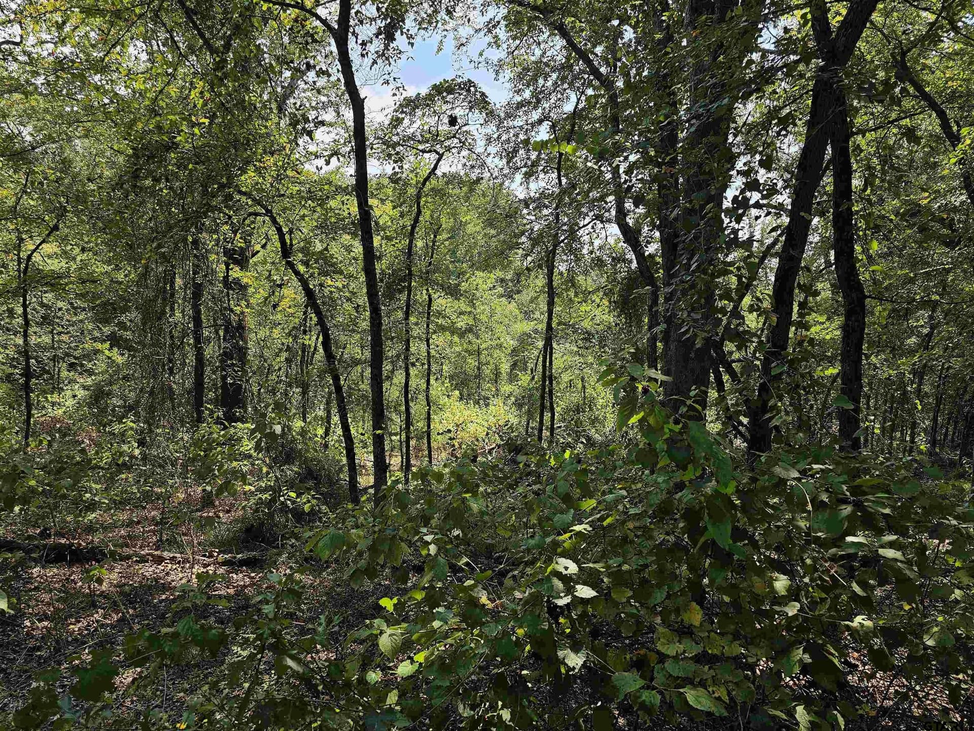 123.79 acres in Smith County - photo 4