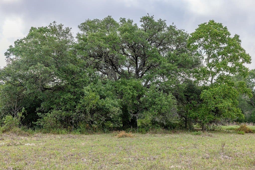 263.24 acres in Lavaca County - photo 4