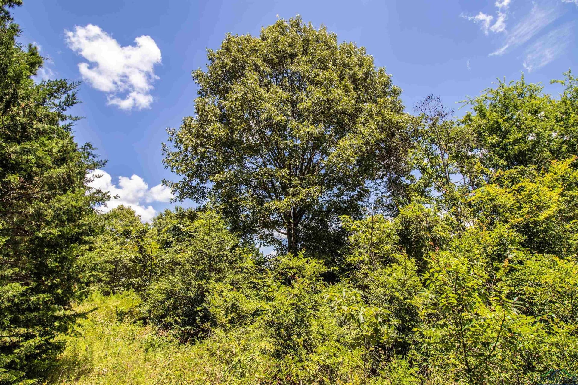 10.39 acres in Rusk County - photo 3