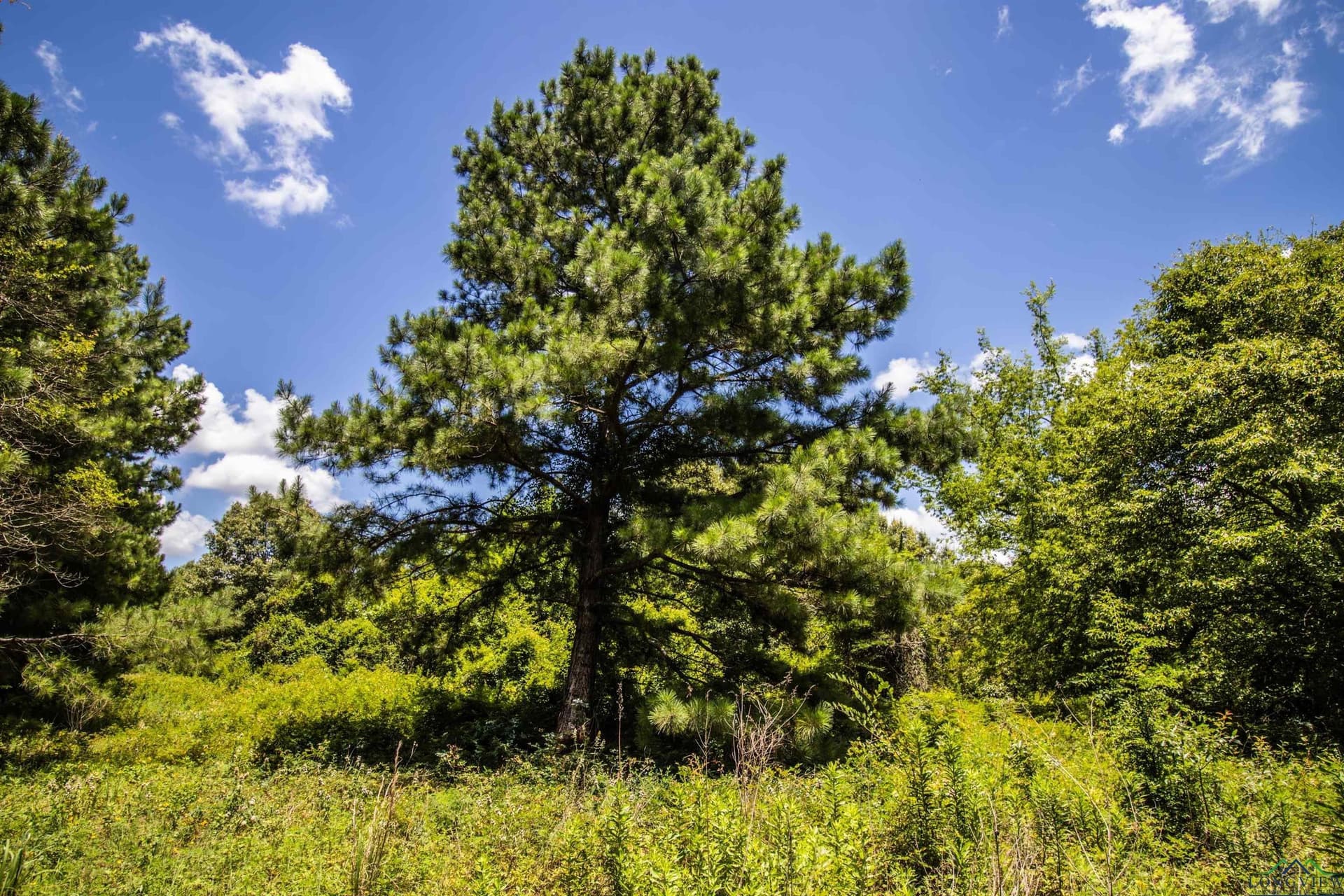 10.39 acres in Rusk County - photo 2
