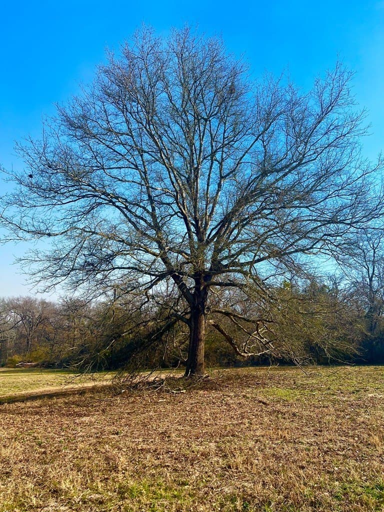 1.01 acres in Henderson County - photo 4
