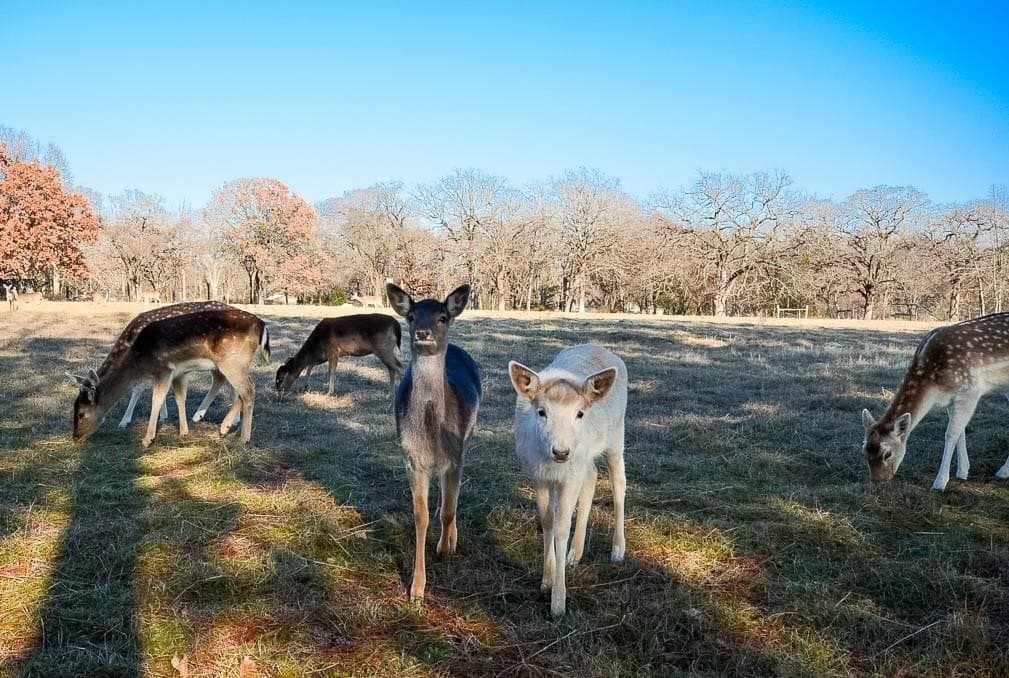 0.89 acres in Freestone County - photo 33