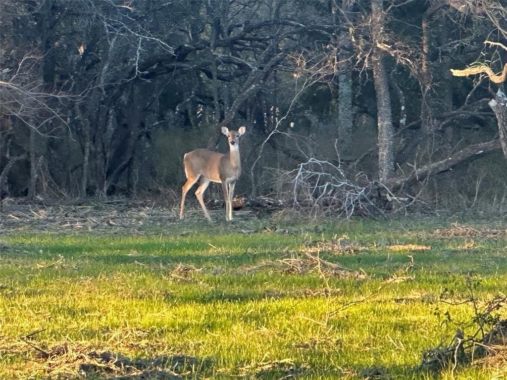 2.26 acres in Navarro County - photo 3