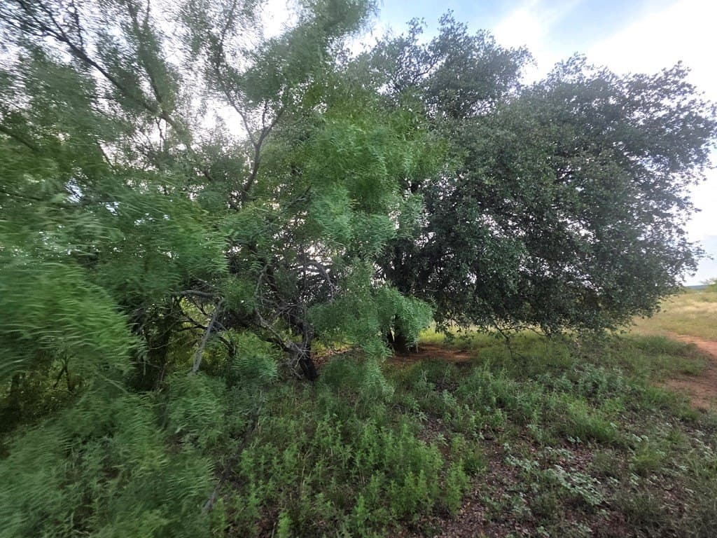 109 acres in Nolan County - photo 35