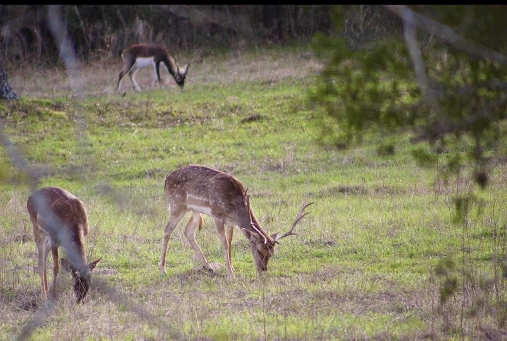 142 acres in Texas County - photo 89