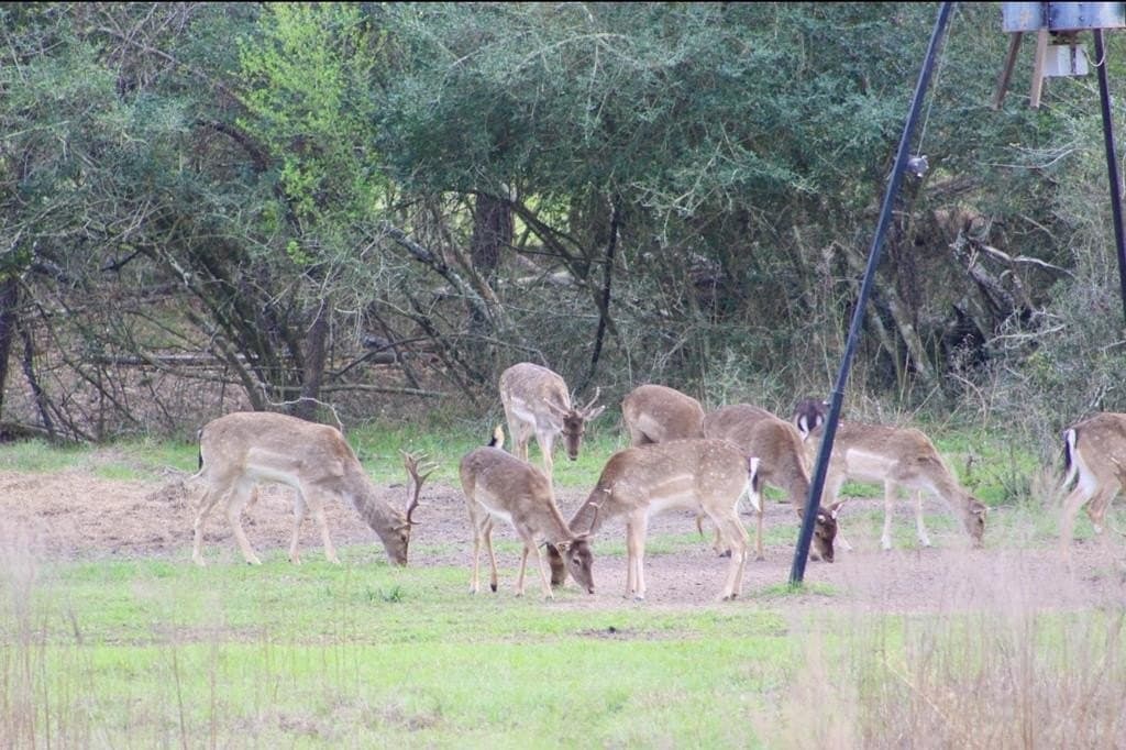 142 acres in Texas County - photo 87