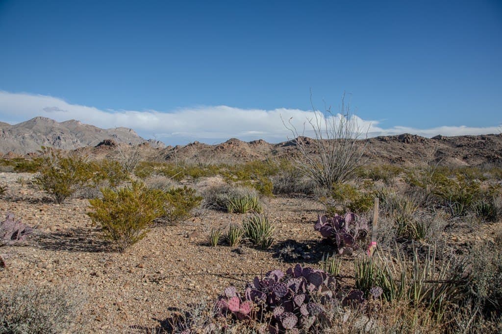 10.77 acres in Brewster County - photo 9