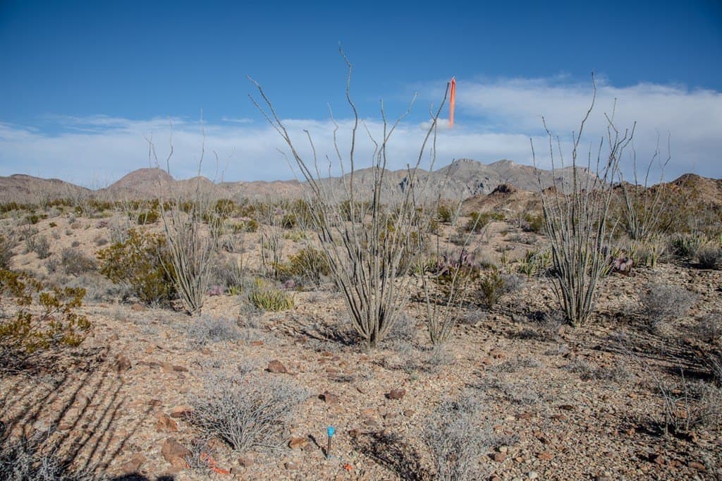 10.77 acres in Brewster County - photo 15