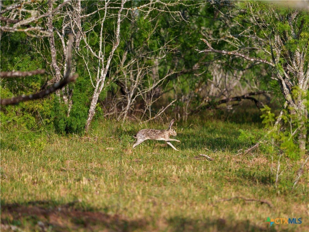 107.13 acres in Caldwell County - photo 25
